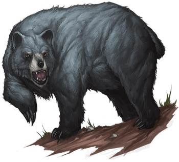 Black Bear