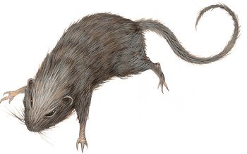 Rat